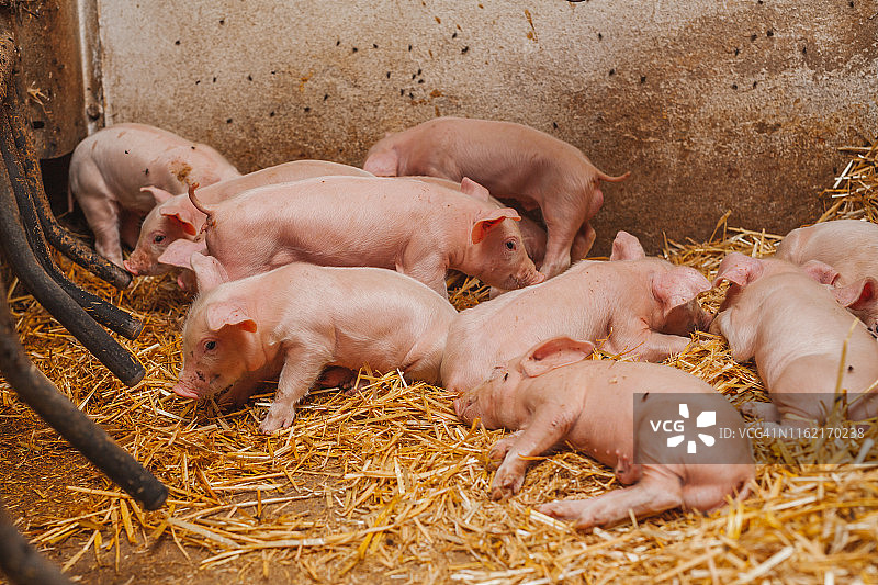 有机农场上的小猪图片素材