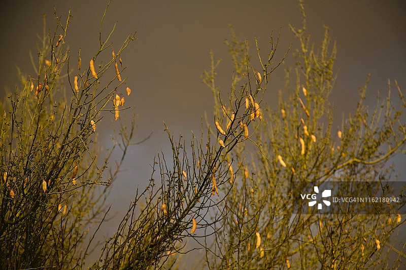 有着阴暗天空的梅斯基特树图片素材