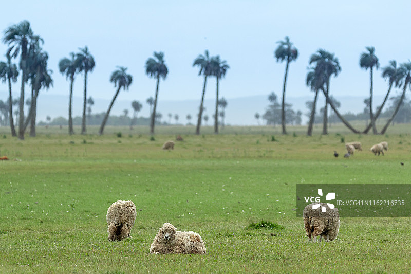 乌拉圭罗恰省的牧羊场图片素材