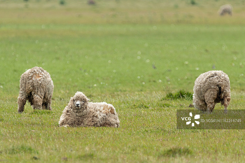 乌拉圭罗恰省的牧羊场图片素材
