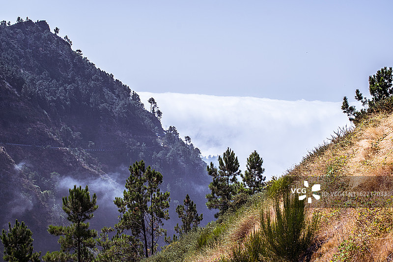 马德拉群岛植被、松树和云彩景观图片素材