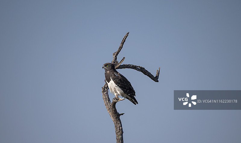 黑胸蛇雕 (4)图片素材