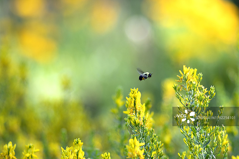 黄色花朵上的大型毛茸茸的大黄蜂图片素材