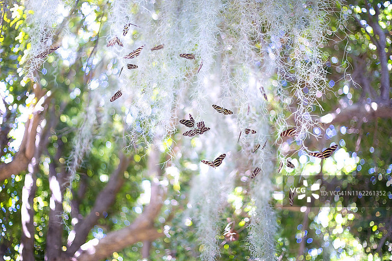 白色窗帘上的蝴蝶图片素材