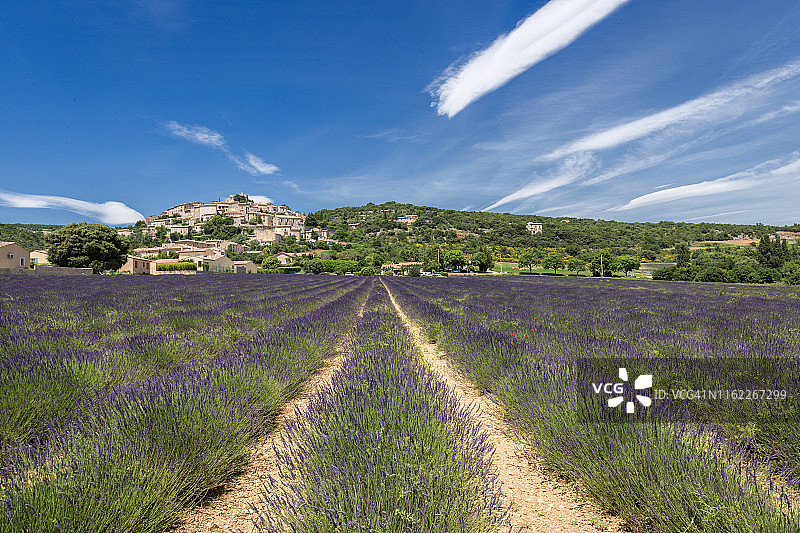 夏季白天法国普罗旺斯乡村的薰衣草田图片素材