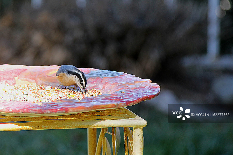 红胸Nuthatch图片素材