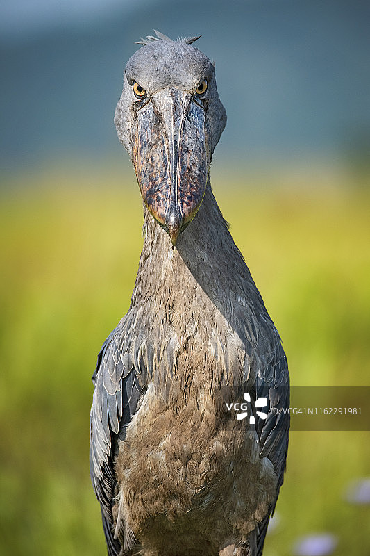 珍稀鲸头鹳野生动物摄影作品图片素材