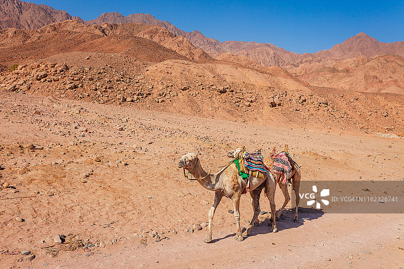 红海海岸的骆驼图片素材