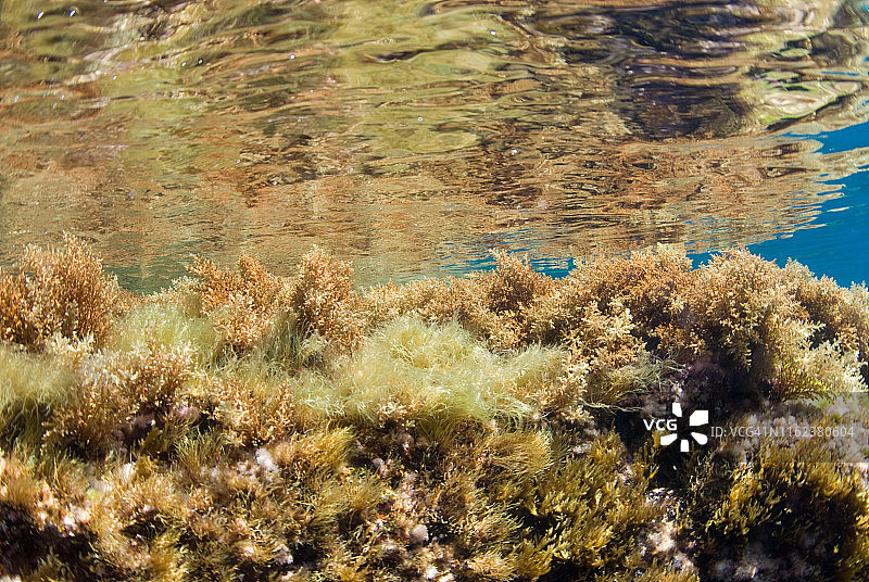 从海藻岩石底部看到的水面：水下景观，马略卡岛，巴利阿里群岛图片素材
