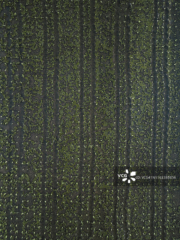 稻田航拍图片素材