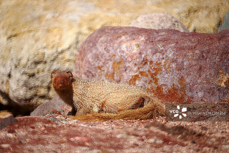 獴科，波斯湾，霍尔木兹岛，伊朗图片素材