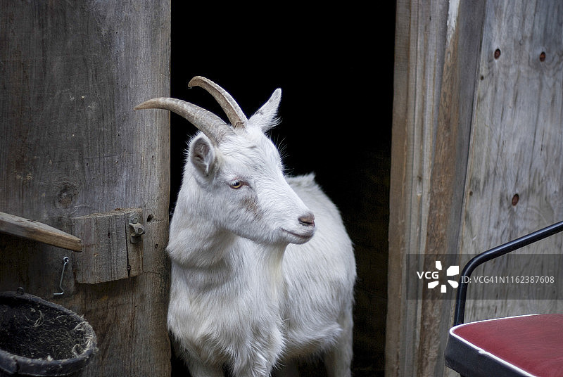 站在旧谷仓门口的白色比利山羊图片素材