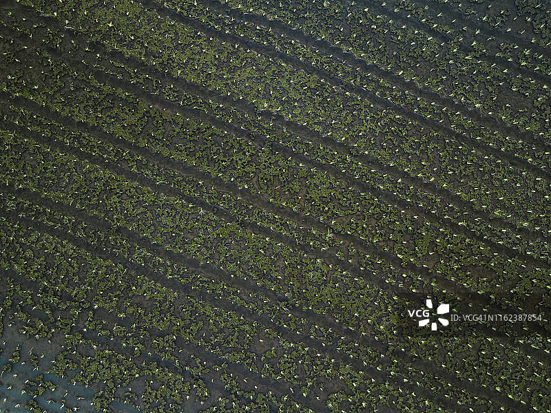 稻田航拍图片素材