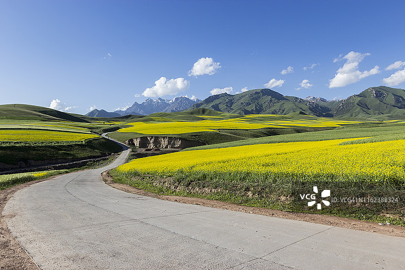 中国青藏高原油菜花田中的空旷道路图片素材