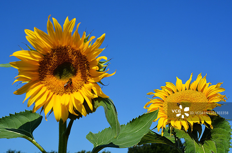 法国向日葵图片素材