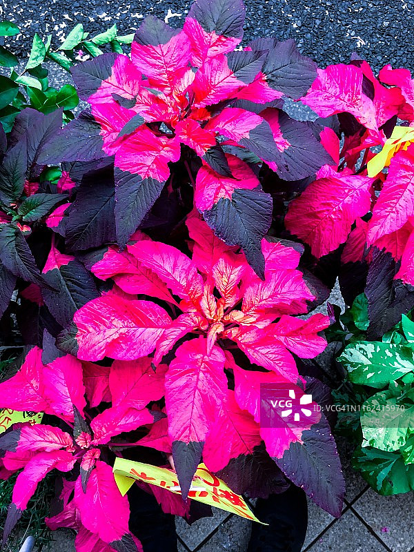 三色苋苗图片素材