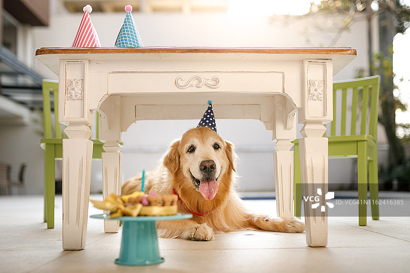 狗狗的生日派对图片素材