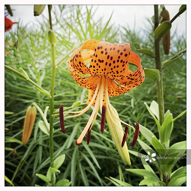 花园里的虎百合花图片素材