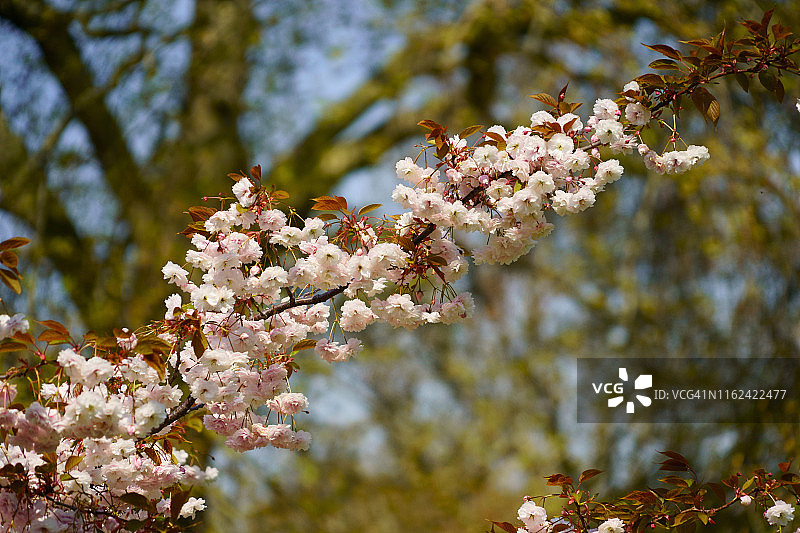 英国伦敦海德公园的春季花卉图片素材