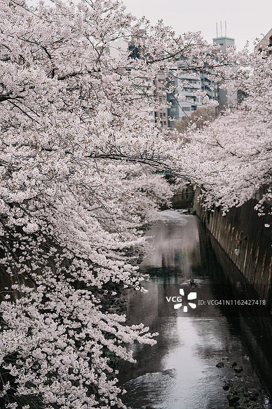 东京樱花有轨电车面影桥站（东京樱花路面电车）图片素材