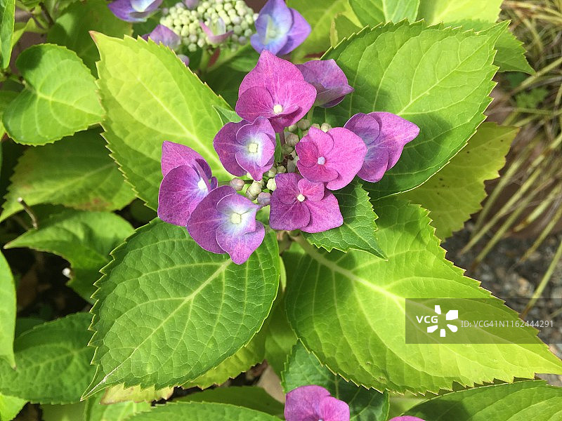 绣球花4图片素材