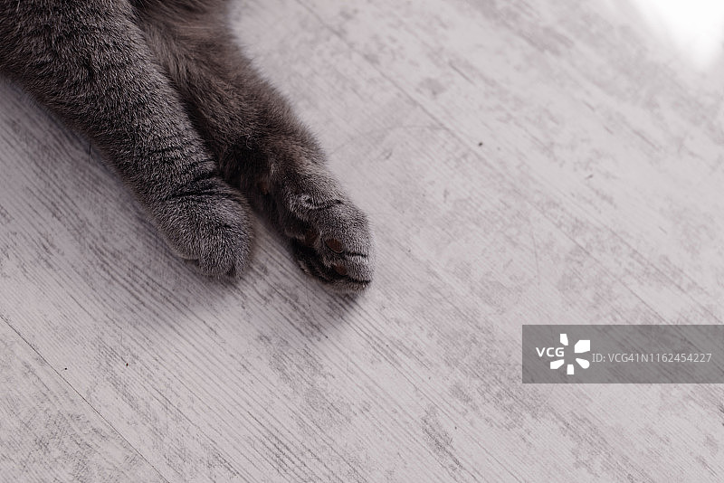 白色背景上的猫爪图片素材