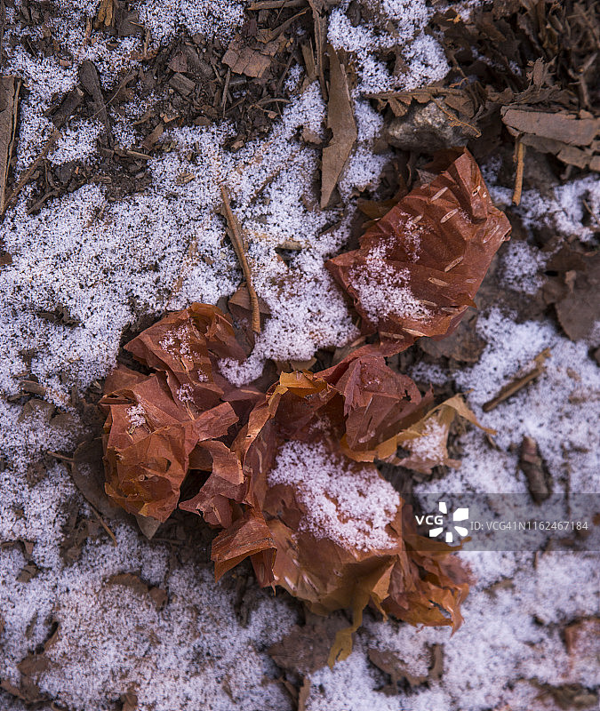 尼泊尔珠穆朗玛峰大本营徒步旅行，多尔附近雪地里的喜马拉雅桦树皮图片素材