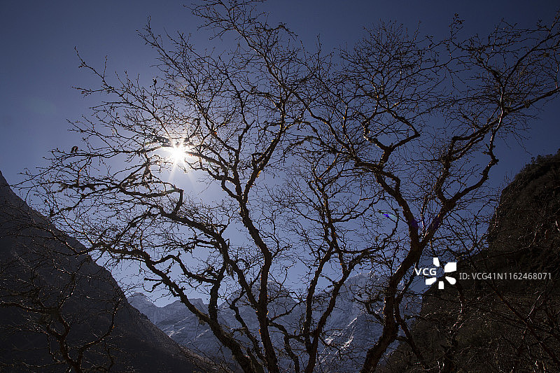喜马拉雅白桦树，靠近库姆琼，背景是白雪皑皑的山峰，珠穆朗玛峰大本营徒步，尼泊尔图片素材