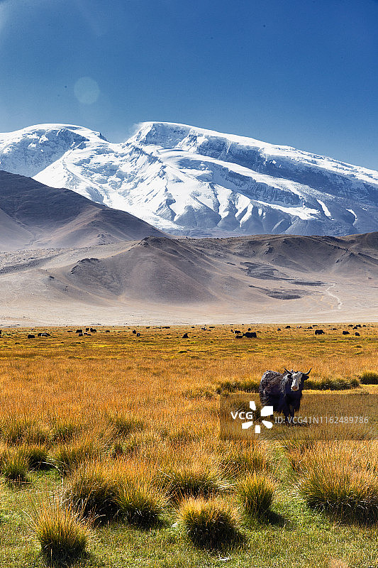 在喀喇昆仑山脉慕士塔格冰川上吃草的牦牛图片素材