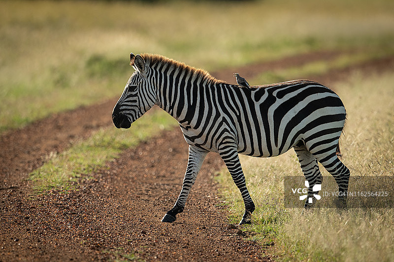 平原斑马穿过的泥路上栖息的鸟图片素材