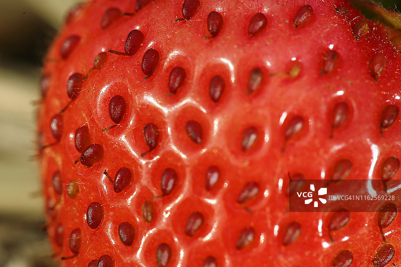 夏季收获的新鲜草莓图片素材