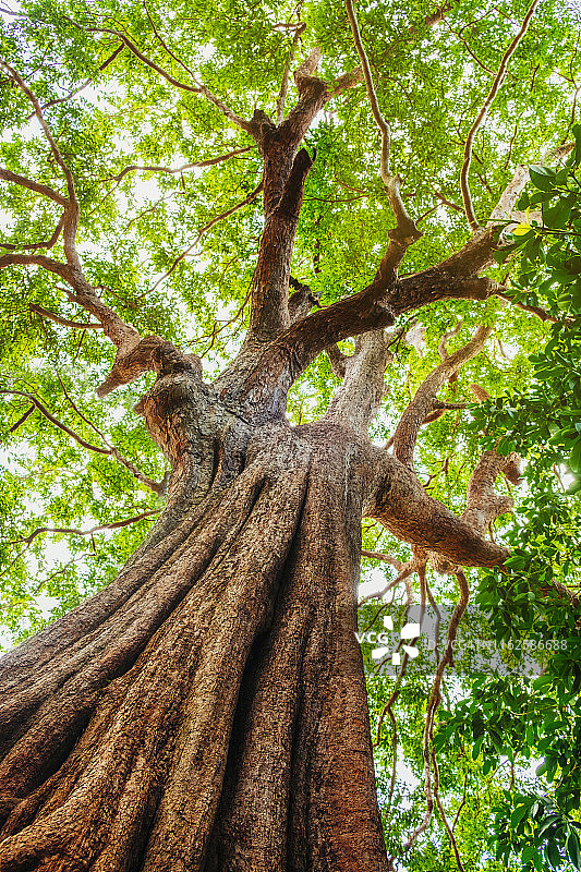 大树的仰视角度图片素材