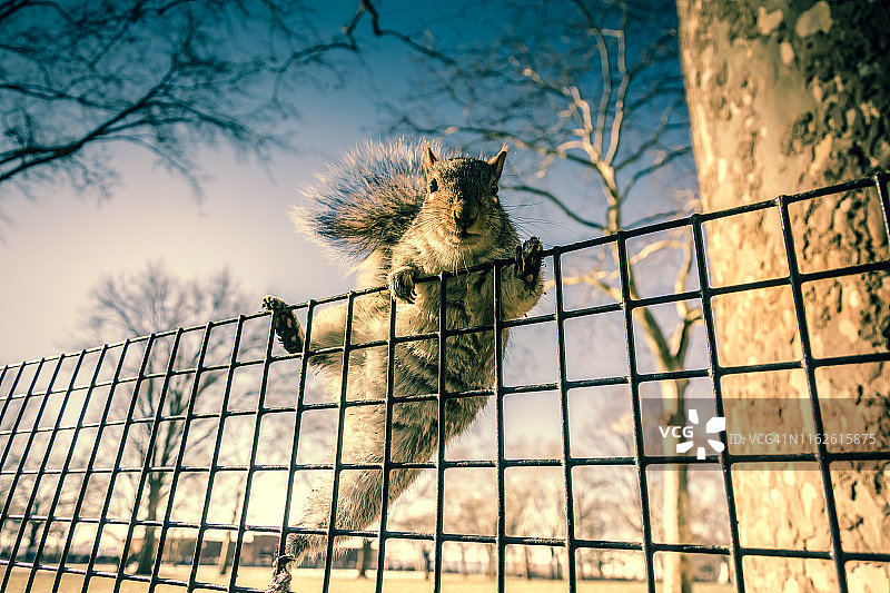 栅栏上的松鼠图片素材