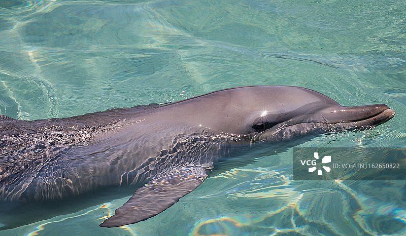 野生海豚图片素材