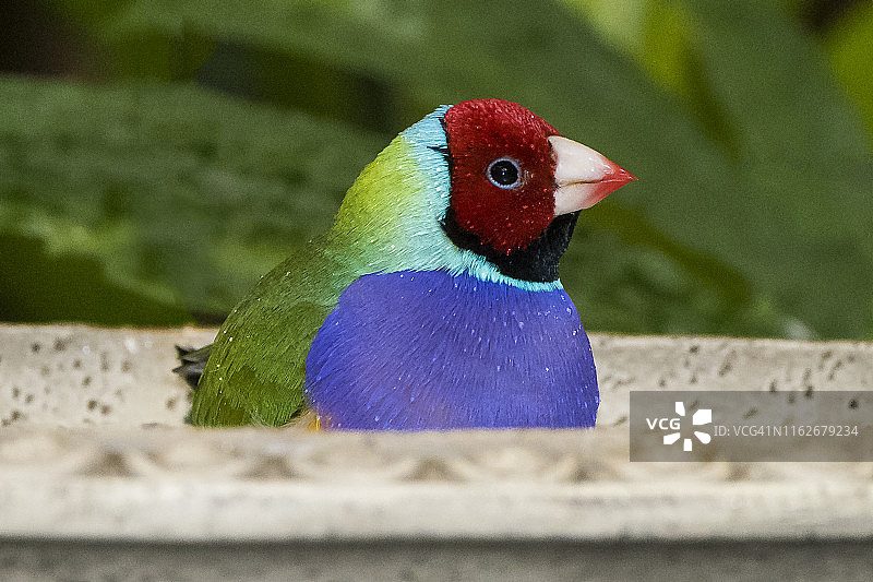 胡锦鸟图片素材