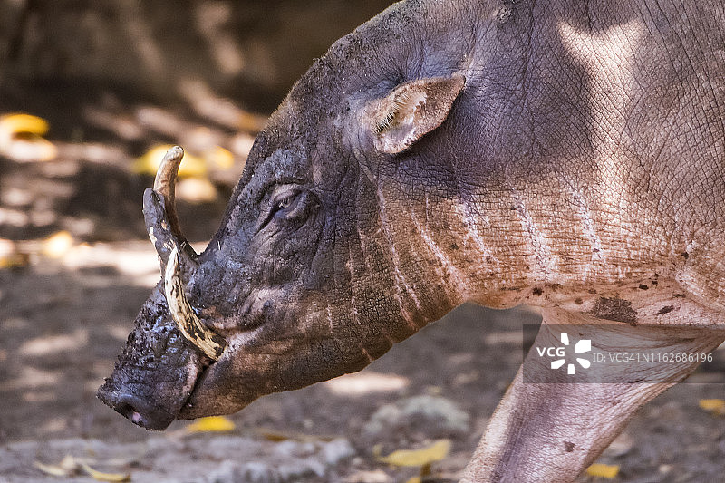 北苏拉威西岛鹿豚图片素材