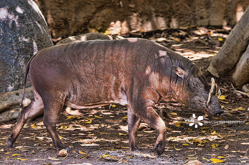 北苏拉威西岛鹿豚图片素材