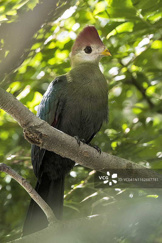红冠蕉鹃图片素材