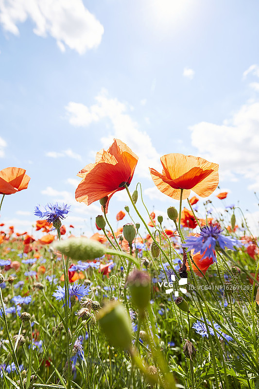 阳光和蓝天下，草地上罂粟花和矢车菊花的特写图片素材