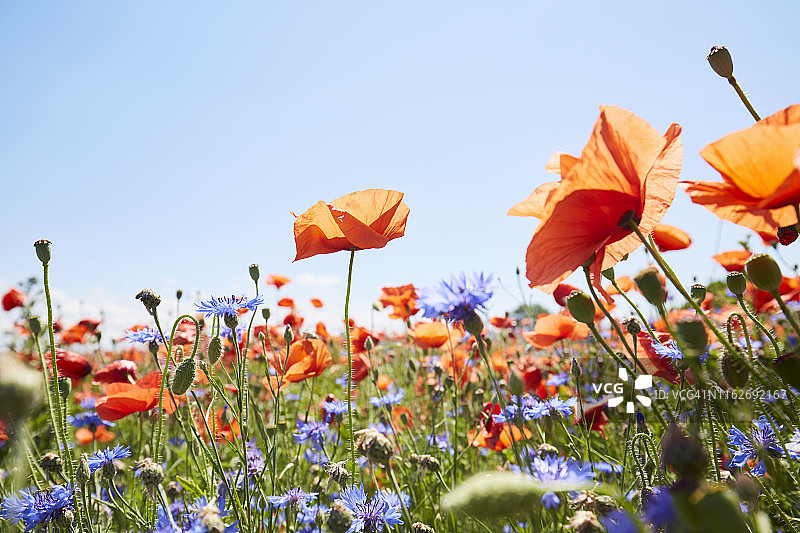 罂粟花和矢车菊花朵在蓝色天空下的草地特写图片素材