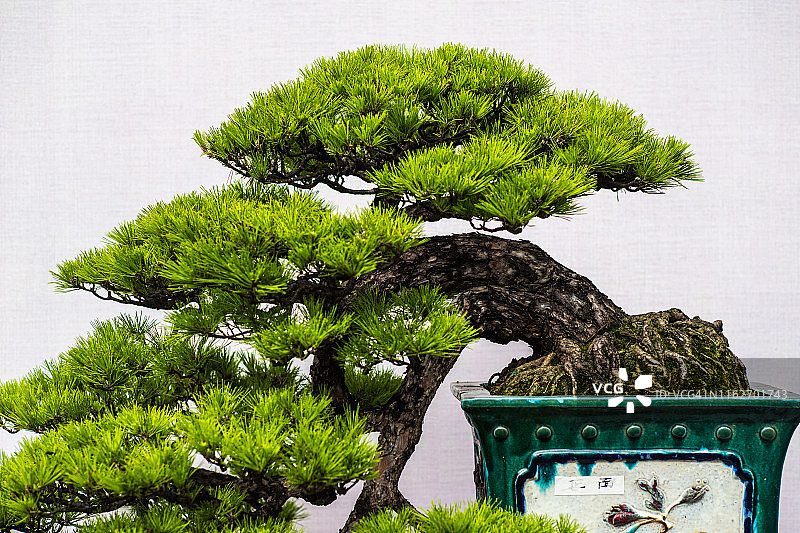 园林盆景艺术图片素材