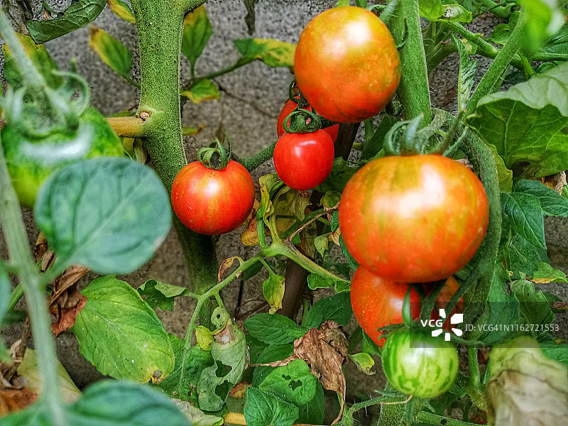 番茄丰收图片素材