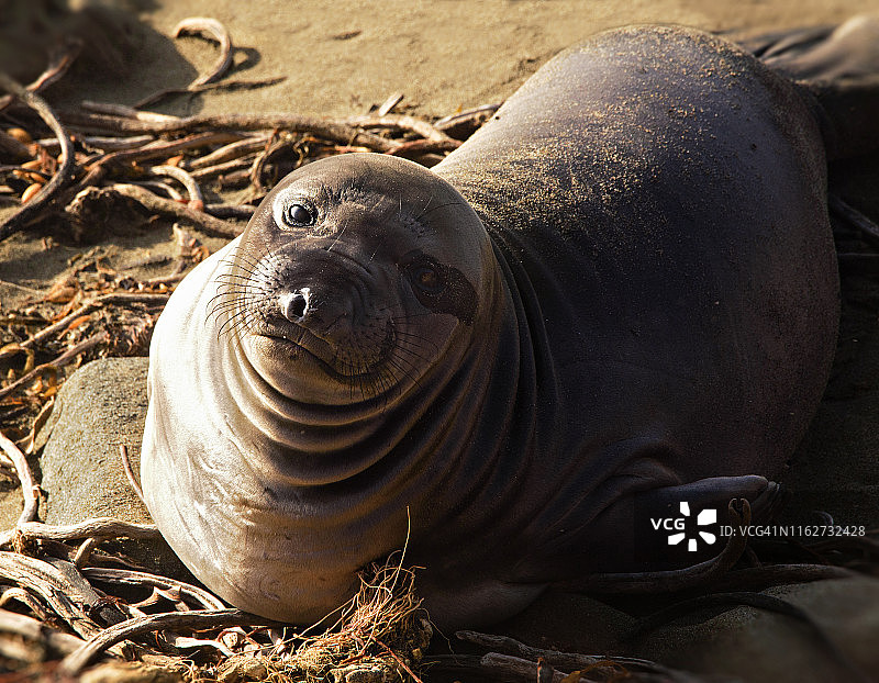 在加利福尼亚州圣西蒙抬头看着镜头的可爱象海豹图片素材