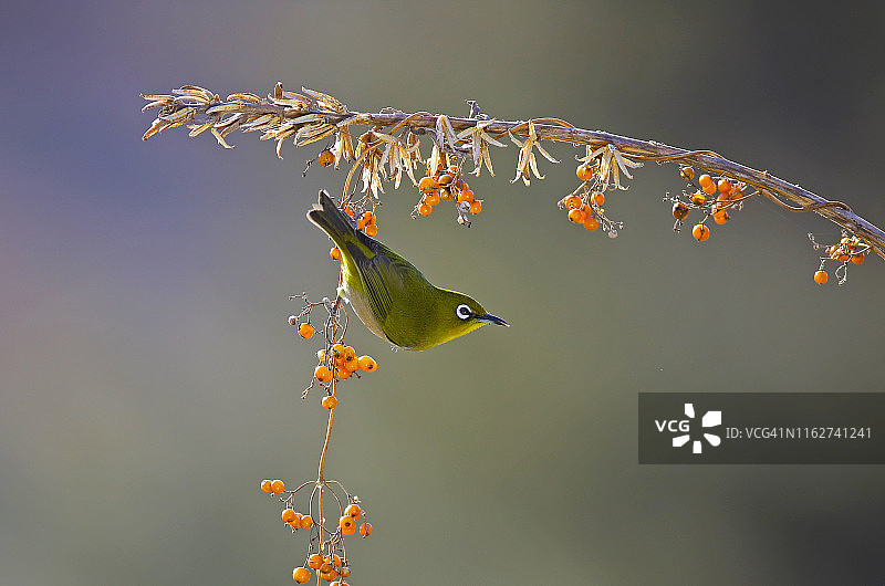 韩国巨济岛的白眼鸟图片素材