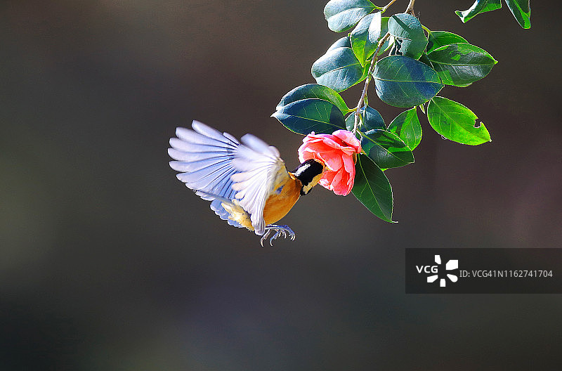 韩国巨济岛的白眼鸟从山茶花中取蜜图片素材
