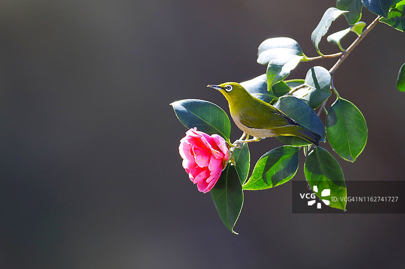 韩国巨济岛的白眼鸟从山茶花中取蜜图片素材