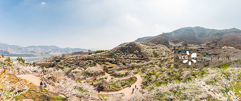 韩国光阳的日本杏村春景全景图片素材