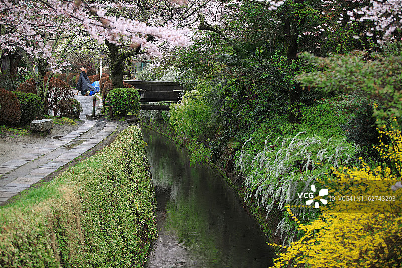 日本京都哲学之道美丽的春天景色图片素材