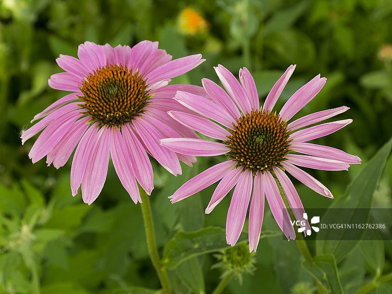 紫锥花，紫色草药，药用花朵，药物图片素材