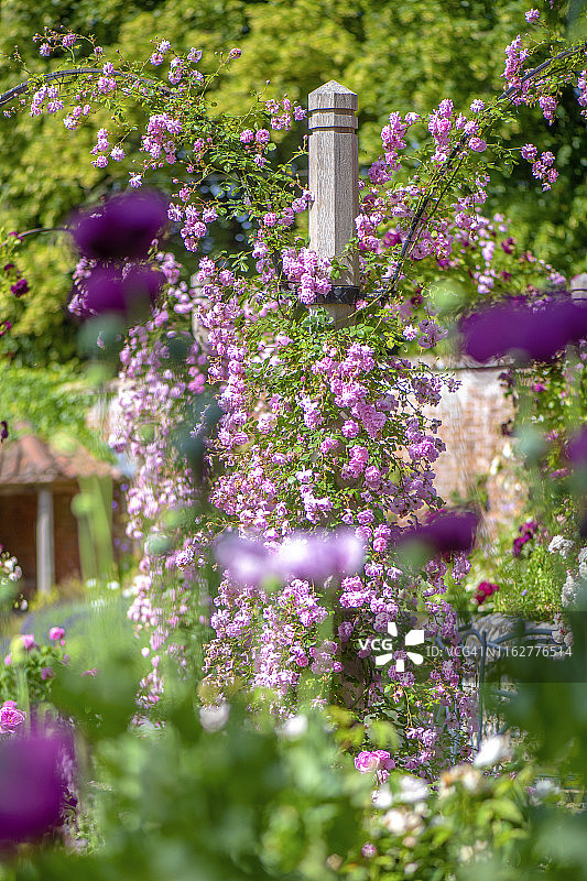 英式乡村花园，棚架上盛开的美丽夏季粉色攀缘玫瑰图片素材